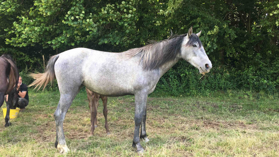 Vend pouliche pure race espa�ol tres bonnes origines 2 ans et demi prix economique
