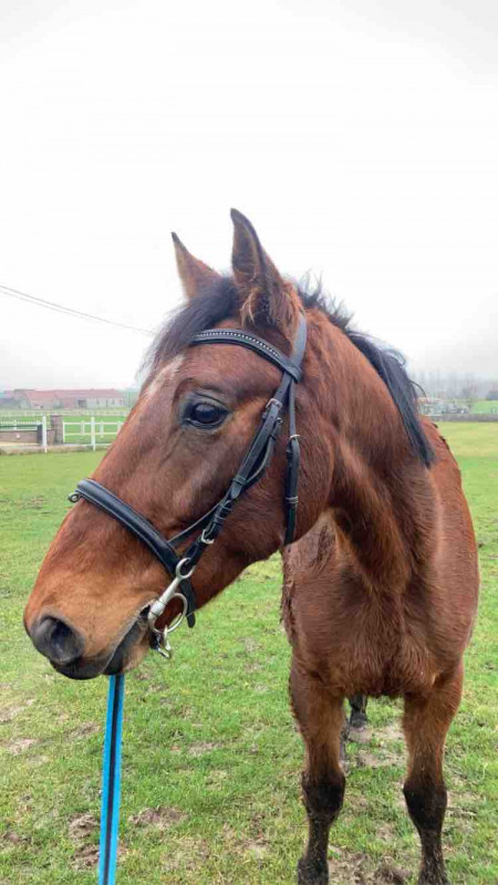 Trotteur fran�ais 
Hongre de 9ans (2012) pleins papiers 
Colombo est tr�s gentil, affectueux, ne regarde � rien , n\'est pas sur l\'oeil
Il est tr�s vert dans le travail mais apprend tr�s vite et a un bon potentiel futur. 
2500? 
Il se trouve sur tournai 