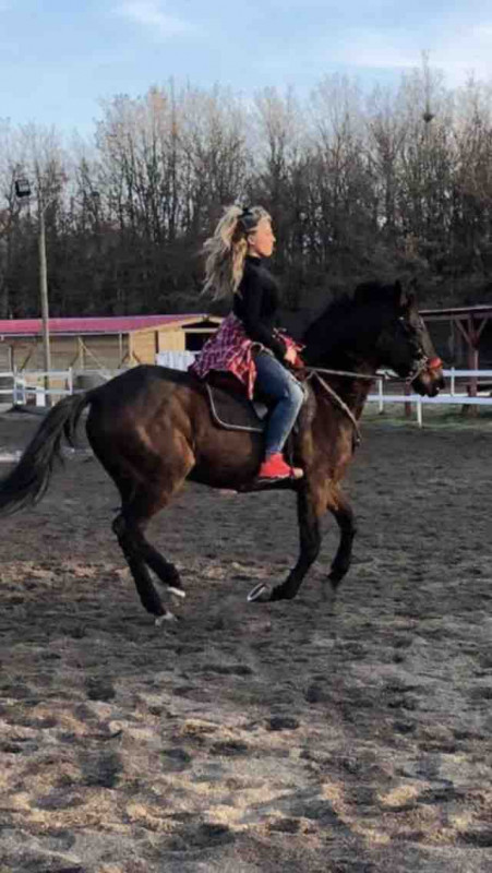 Anglo arab 18 ans plein papier a vendre 1500 euro