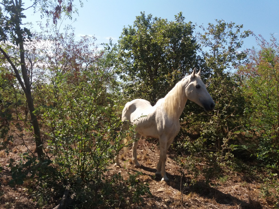 ombrage des parc de sortie