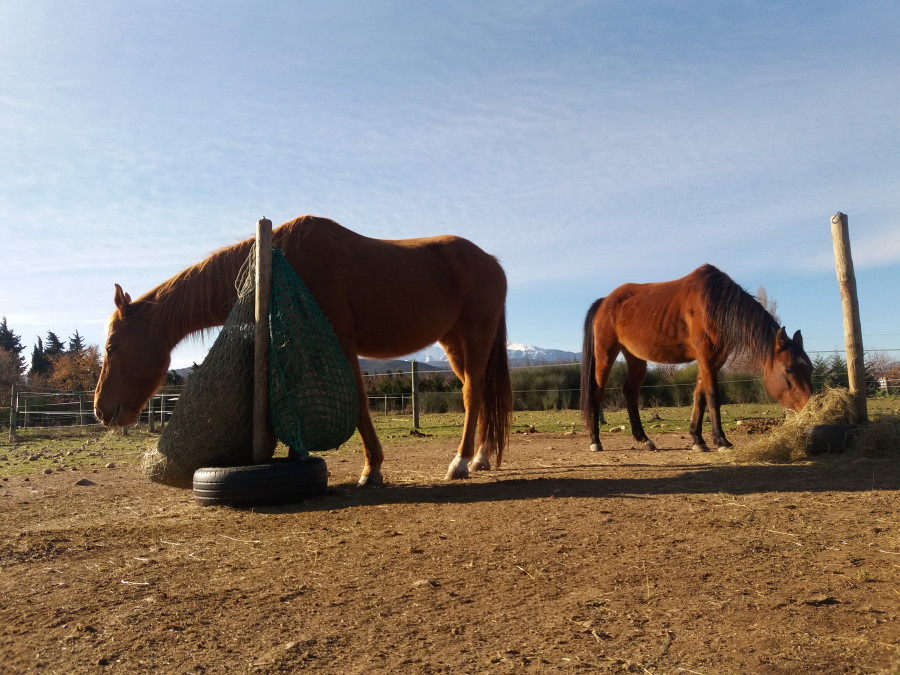 prestation soins pour chevaux emphysmateux et asthmatiques