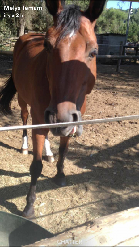 allez voir ma cha�ne youtude une cavalier du dimanche de l amour  pour les chevaux 