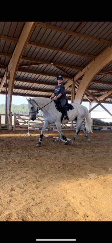 Propose Pampa a la demis pension , cheval Cruzado de 10 ans toisant 1m59 .
Pour du dressage ect.. pas de concours 
Il a beaucoup de caractere donc il necessite d\'un galop 4/5 minimum .
A partir de septembre 3/4 fois entre le lundi et vendredi . 
Meze 