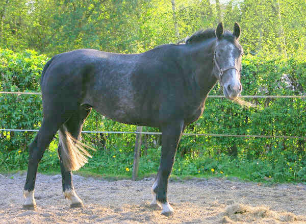 My old horse Udonjo v. Odermus x Flipper