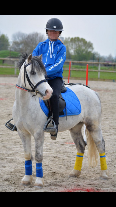 Je vends mon poney B welsh PP d\'1m26. N� le 10 /05 /2010.
Mont� par tous les niveaux.
Part seul ou accompagn� en balade.
Proche de l\'homme.
C\'est un poney polyvalent mais n\'a fait que du pony games et du CSO en concours. Il est class� 2�me de France e