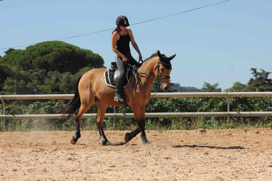 A vendre uniquement

Hongre plein papier Connemara par Soprano Leam Pondi X Lolita Schueracher de 8ans de 160cm (hors taille) 

C?est un poney polyvalent, doux, gentil, pratique, qui a besoin de beaucoup d?amour et d?une personne calme. 
 Bien mis sur le 