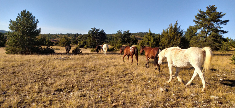 La vie en communaut� sur des hectares de pr�