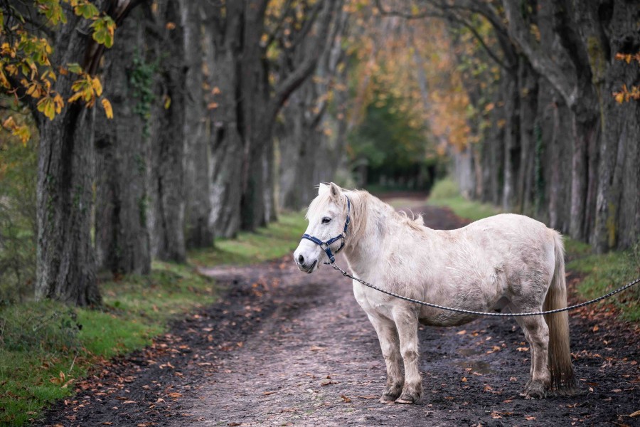 Rcemment constitu photographe questre, coici Onyx, immortalis lors d\'un shooting trs sympa dans un bel crain de verdure aux couleurs d\'automne ....
Si vois souhaitez de belles photos de votre compagnon quid, n\'hsitez pas  me faire signe !