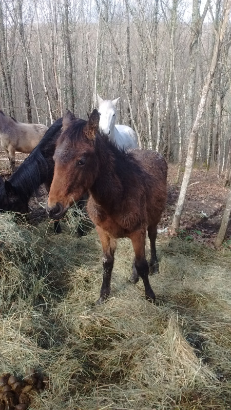 Aponi, Appaloosa