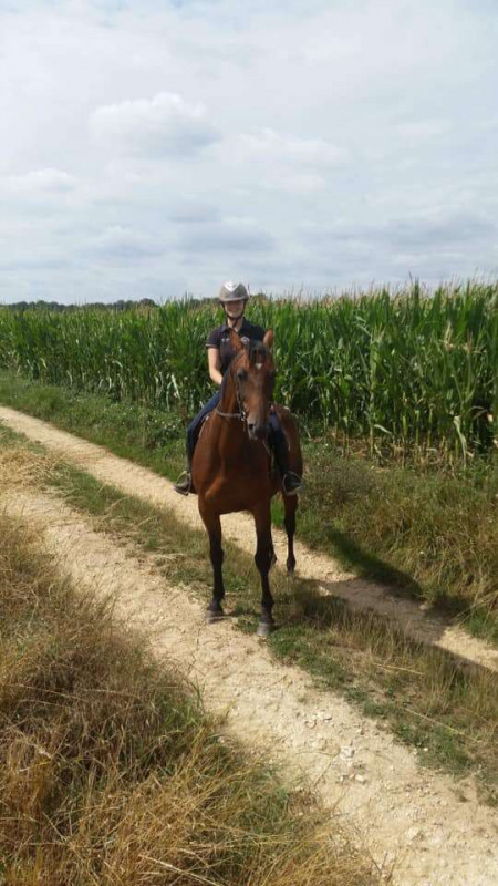 recherche double poney ou cheval .Dans l\'Oise montable pour de la balade et un peu de travail en carri�re.Petit budget j\'�tudie toute proposition merci 