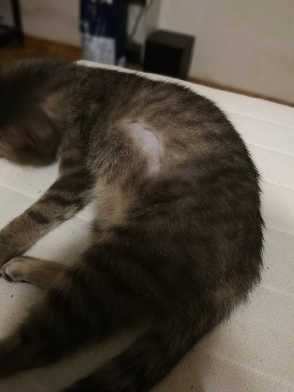 Chatte Zone Sans Poils Chatte Zone Sans Poils