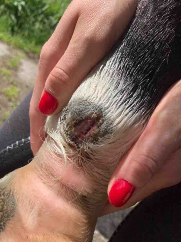 Bonjour ma jument s\'est bless�e il y a 4/5 jours au niveau du paturon et voici sa blessure, je d�sinfecte bien une fois par jour avec de l\'eau fra�che, de la betadine et de la creme cremassyl que ma v�t�rinaire m\'a prescrit. Qu\'en pensez-vous / que fe