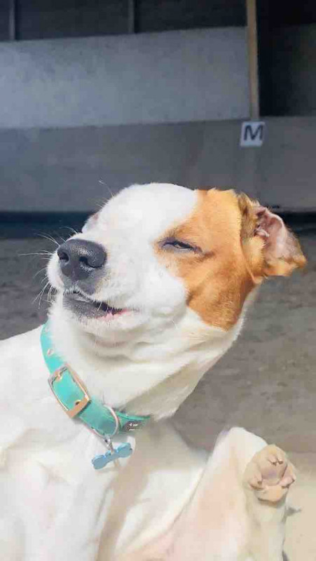 Mon chien se grate ( pris en flague ).