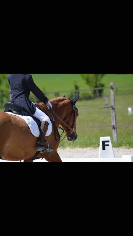 Concour de dressage du 01/06/19