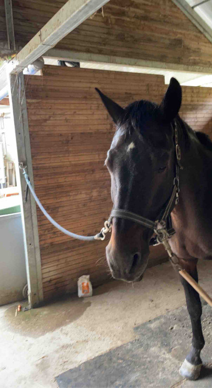 Mon entier de 18 ans remis au travail apres de 1mois au champ 