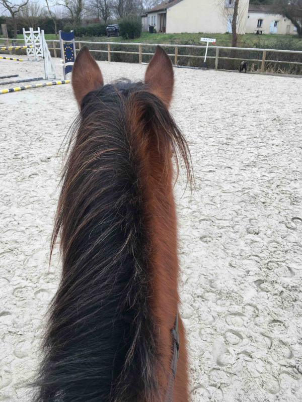 Je cherche une dp entre bordeaus et blanquefort pas trop cher j\'ai galop 3 et je passe mon galop4 cette ann�e 