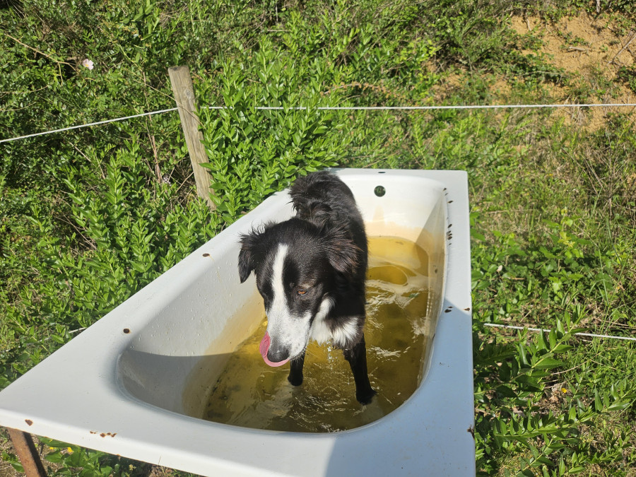 Upsa prend son bain