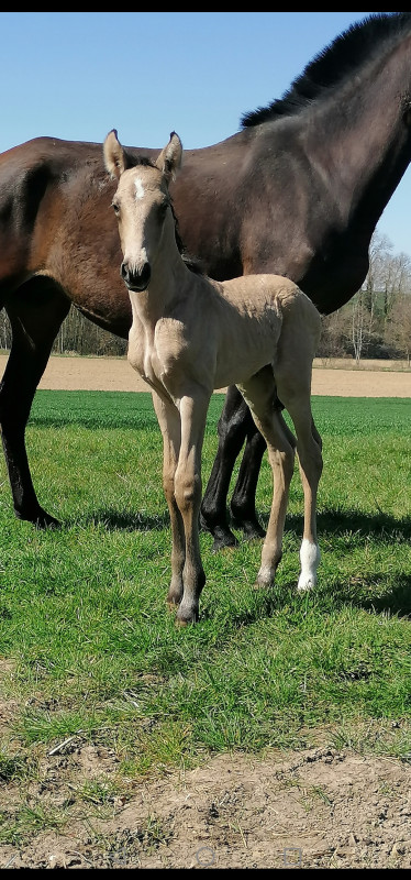 Poulain lusitanien Isabelle a vendre 