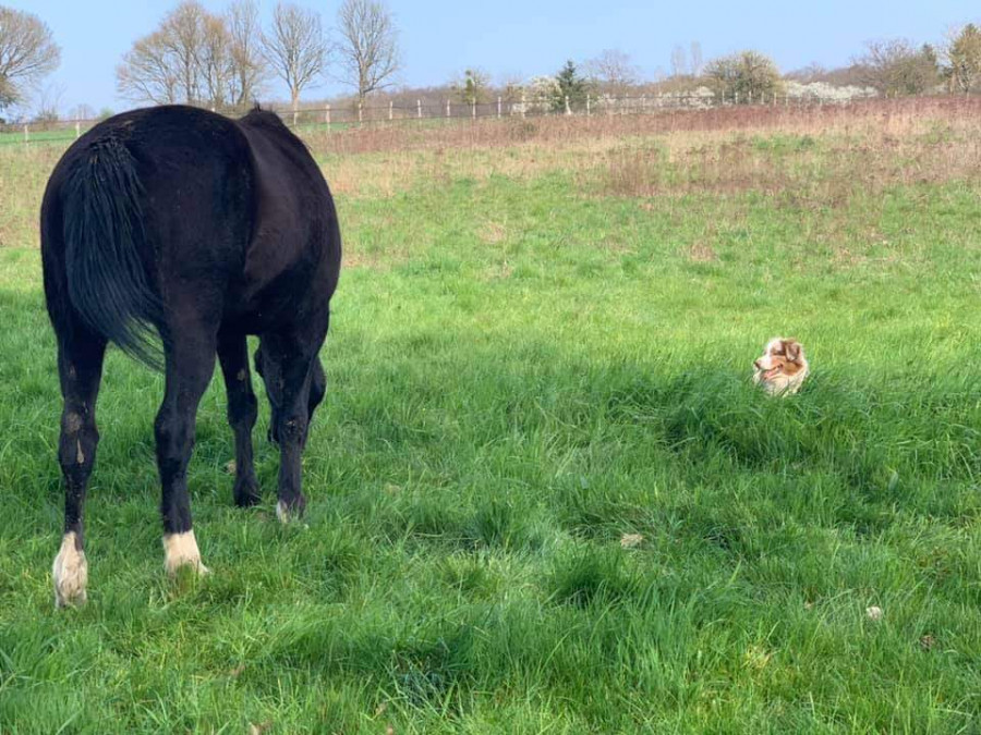 Je pense que vous tes au courant sur la mutilation des chevaux dans les prs faite trs attention  vos quids