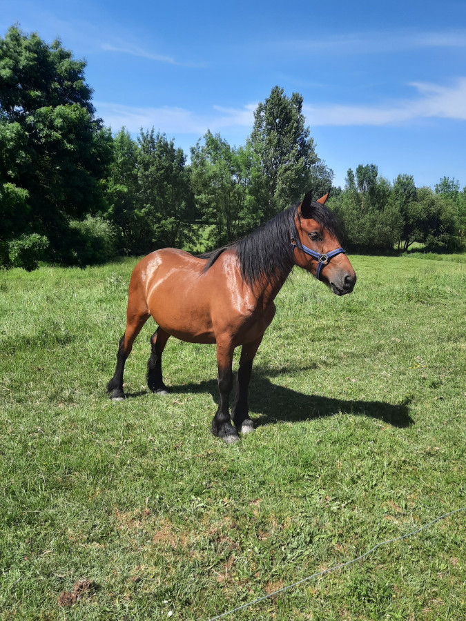Vend poney (peut pas �tres d�bour�)
Pas de prix 
Appeller moi sur le +33637911595
Se lui de la photo peut �tres d�j� vendu 