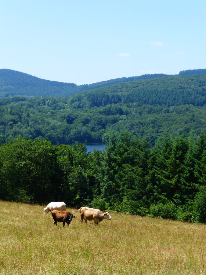 vache Morvan