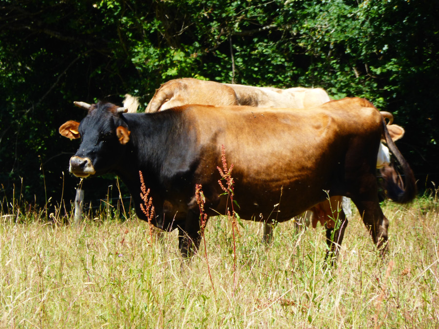 vache Morvan