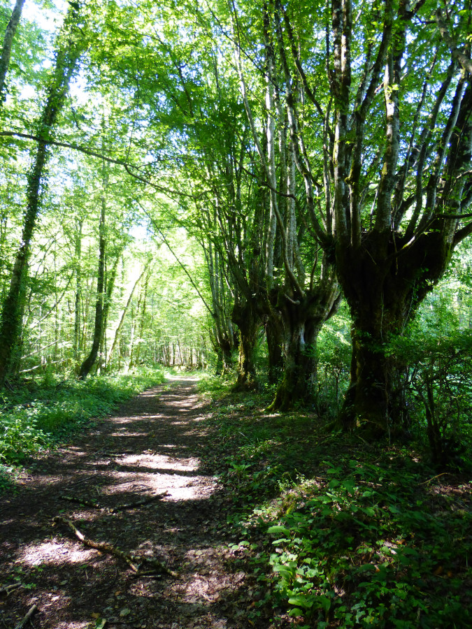 arbres trognes en Puisaye