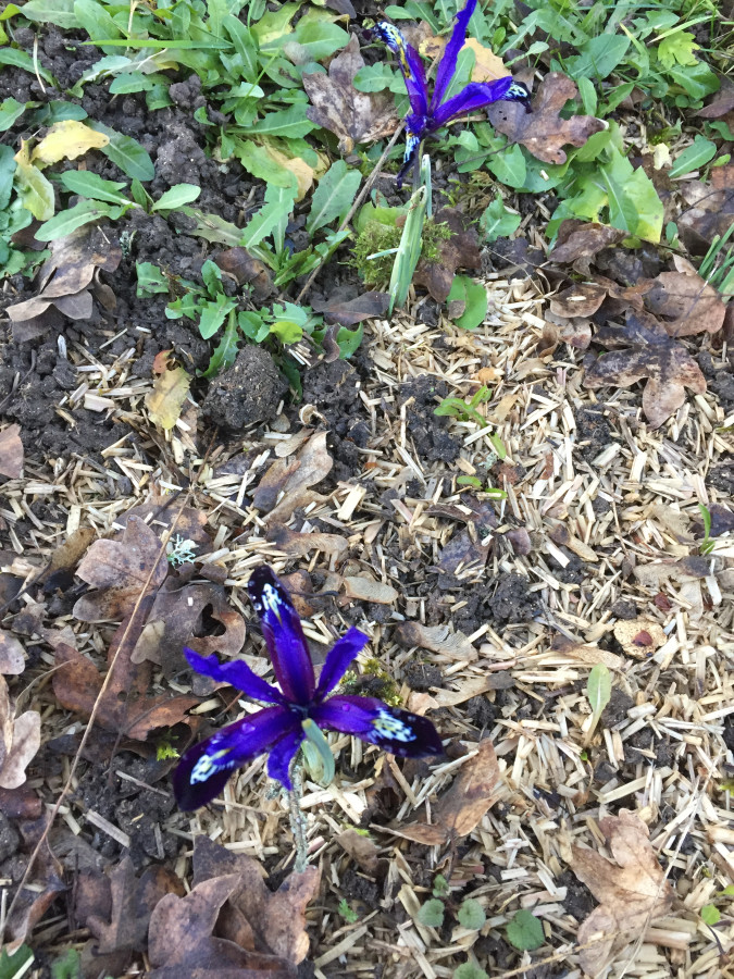 Iris rticul