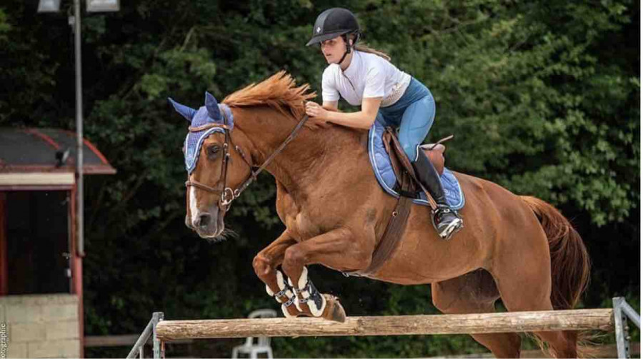 Bahama H�ro cheval de sport belge qui toise 1m80, elle tournait en CSO �preuve 145cm, vit au pr� toute l\'ann�e, jument tr�s sociable qui voyage tr�s bien en van ainsi qu\'en camion. 
(Visite v�to ok, aucun probl�me de sant�, ni respiratoire ni musculaire