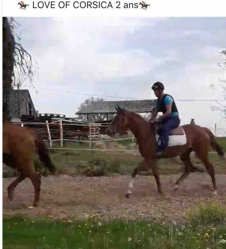 Vend pouliche debourer pour 2020 par last train famille de frankel pour tout renseignemant mess priver 