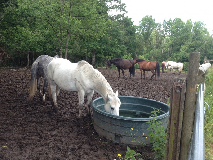 cheval en extrieur 