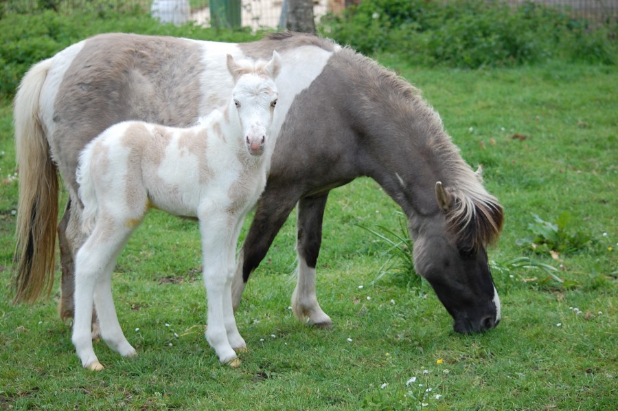 Joli poulain mle, pie/palomino. Toisera environ 115 cm adulte. A rserver