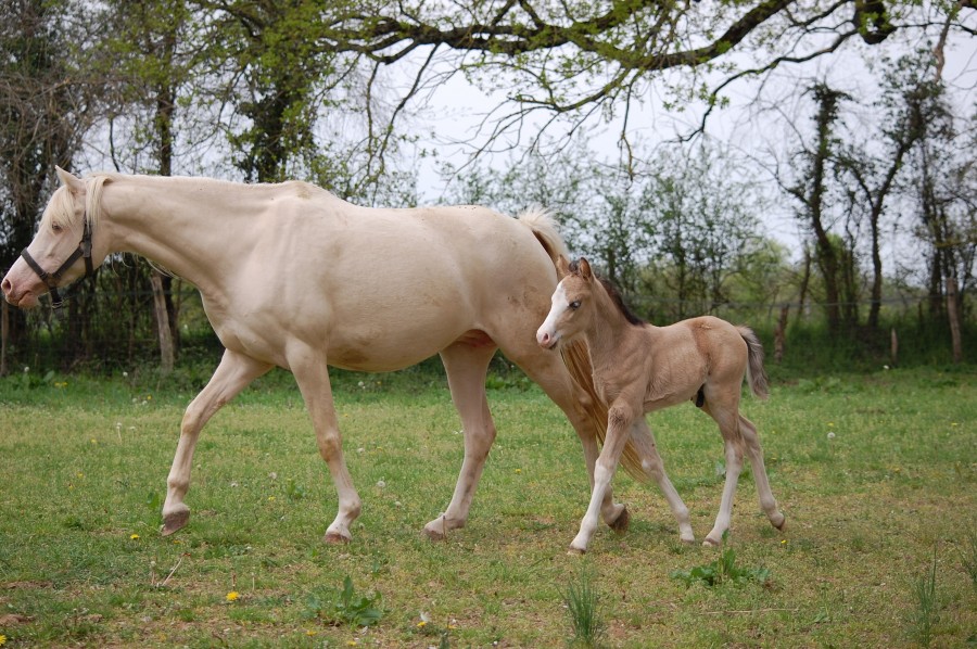 Poulain mle, welsh PB. Isabelle. Trs chic.