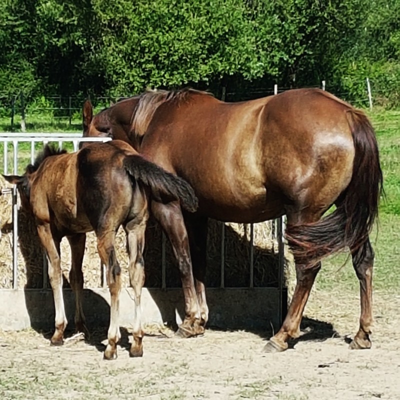 Lolita et Dalva