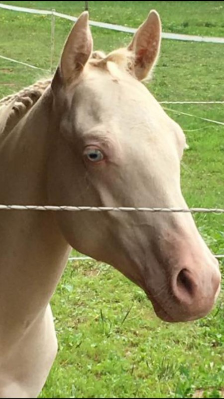 Boogie,  nouvel talon de l'levage,  QH perlino dun (EE, AA, Cr/cr)