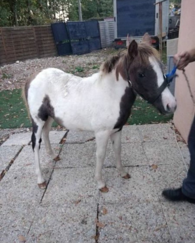 Poney Shetland blanc Cheval modèle fait à la main Licol en cuir