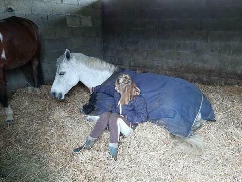 Athos de kerduff , cherche demi ou tiers de pension dans le 29 pres de sizun poney de 11 ans 1m48  pension pour septembre je vais passer en internat et je naurais pas les moyen de le travailler je cherche donc une ou un cavaliers de minimum galop 4 pour p