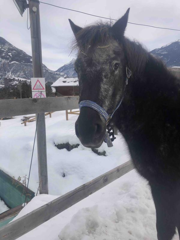 Cabriole et l\'hiver c\'est facinant