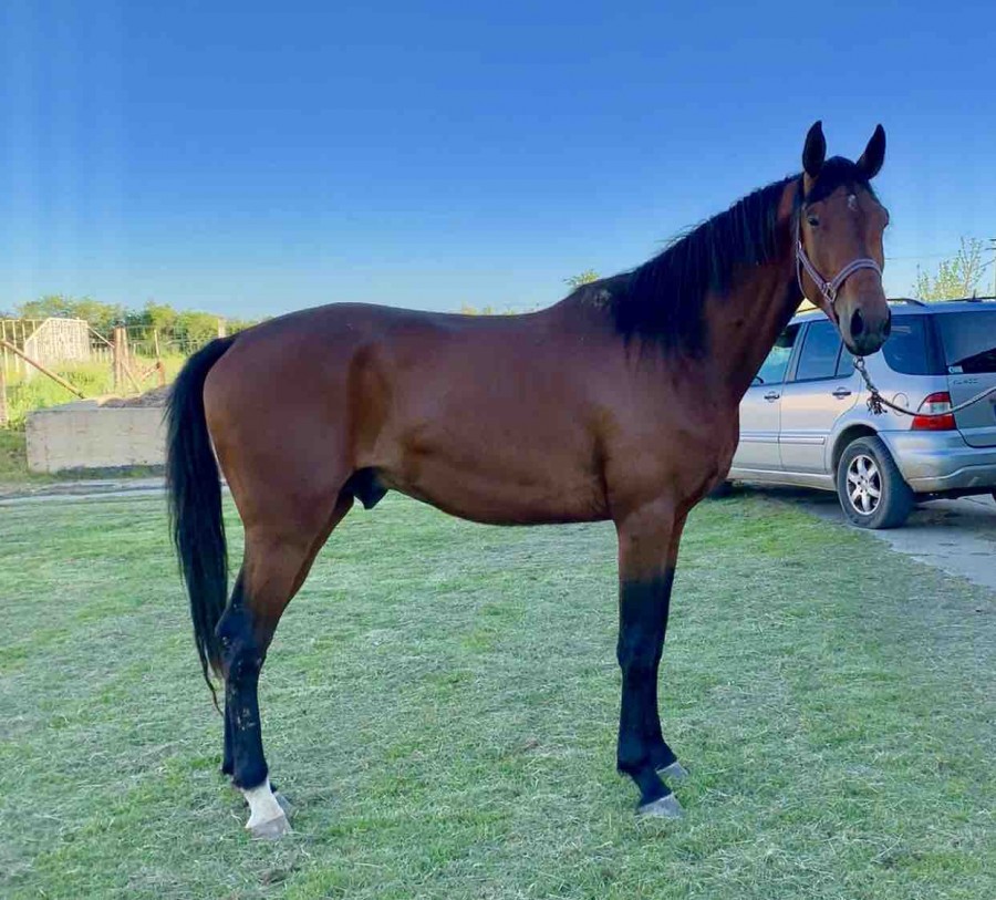 Cheval BWP 3 ans origines cce (negro et sandreo) en parfaite sant. Tres bonne locomotion. Cheval dbourr, entier. 