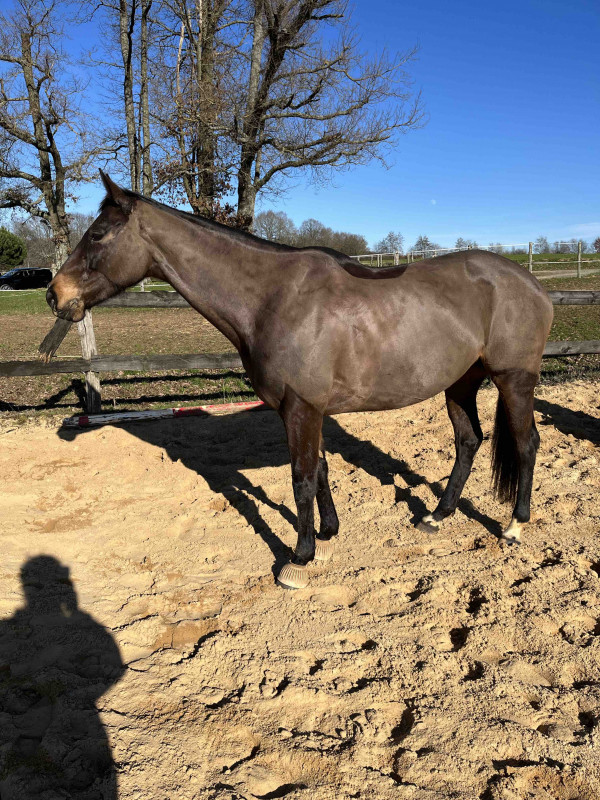 A vendreFlash express 

Superbe jument de 7 ans 
AQPS bai brun 
1m59
Flash est une jument tr�s gentille et � l?�coute de son cavalier. 
Tr�s attachante et respectueuse 
Parfaite pour du loisirs tels que les balades, travail � pied et bien mise sur le plat