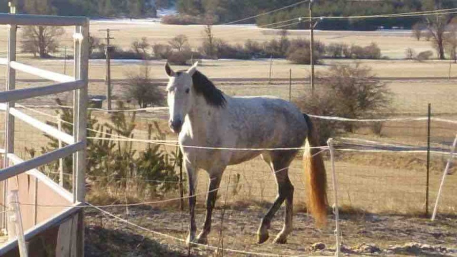 Superbe cheval pour dbutant, vraiment trs facile, gentil, attachant, idal cheval de famille ou premier propritaire, pour ballades, dressage, club.