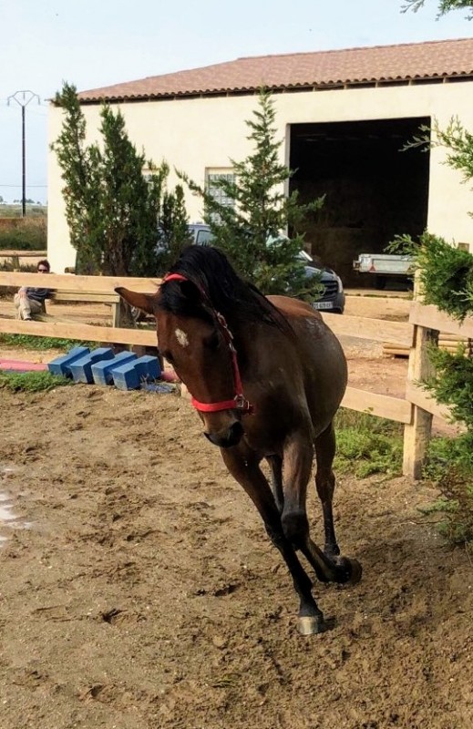 Recherche demi pension pour Tico. C\'est un espagnol de 8 ans. Il se trouve au domaine du bayle � Vitrolles.
Tico est un amour de cheval qui ne demande qu\'� avoir une bonne relation et apprendre. Convient au d�butant mais recherche un galop 4-5 pour am�l