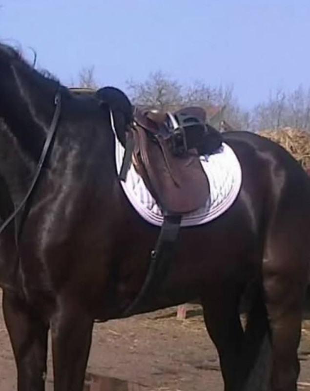 RG Italy Cheval forme goutte Vichy Lila bordure Lila 3 cordes.