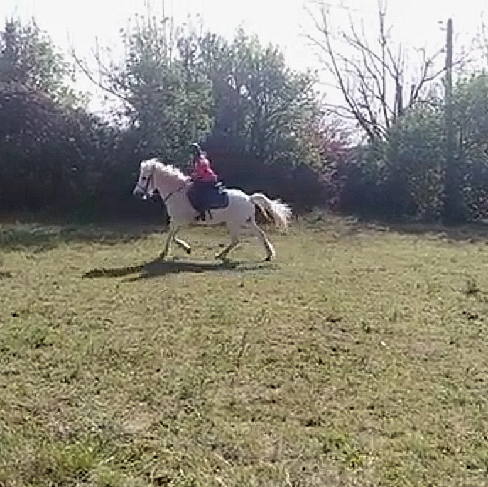 Et �a c'est Yago qui est un cheval que j'ai eu l'honneur de monter et d'avoir dans mon pr� � c�t� de mon ancienne maison