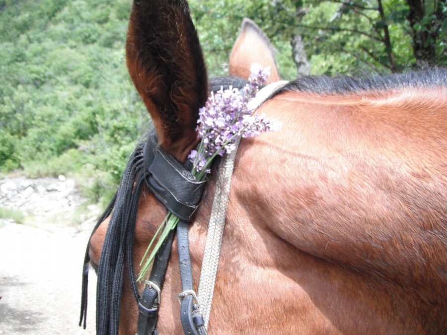 Rando dans la Dr�me , 2016