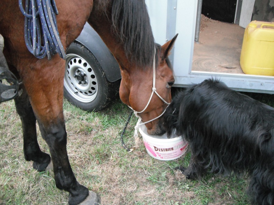Rando �  Pont-R�an , en �lle-et-Vilaine , 2016