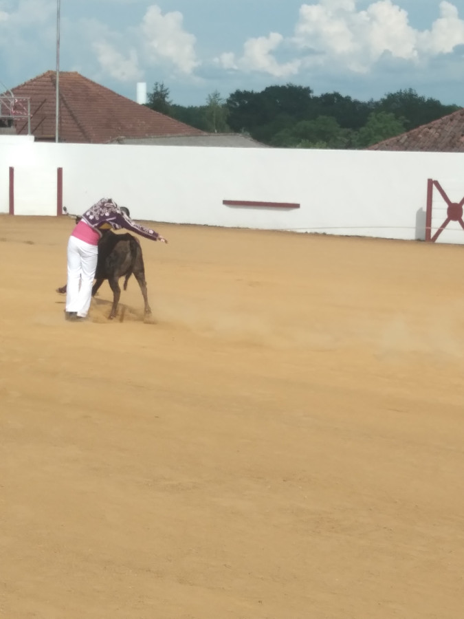 L'action d'esquiver la vache s'appelle un cart