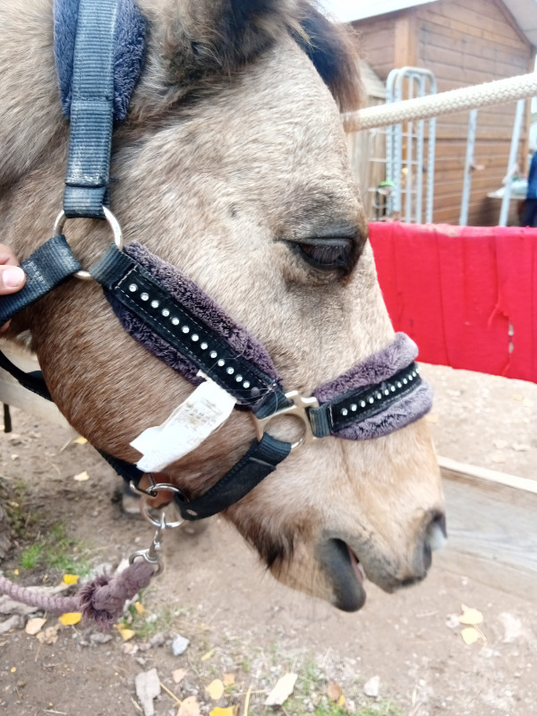 Liquole a vendre a 6?
