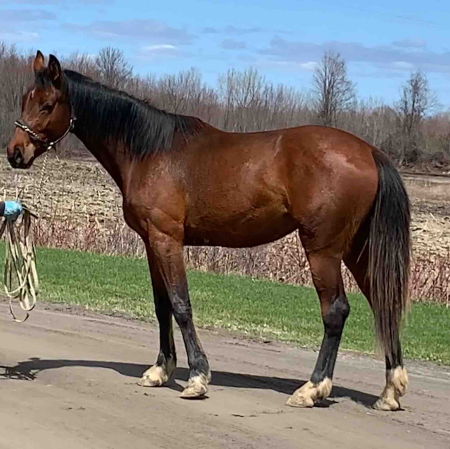 Ma belle jument de deux ans(elle n\'es pas a vendre...)
