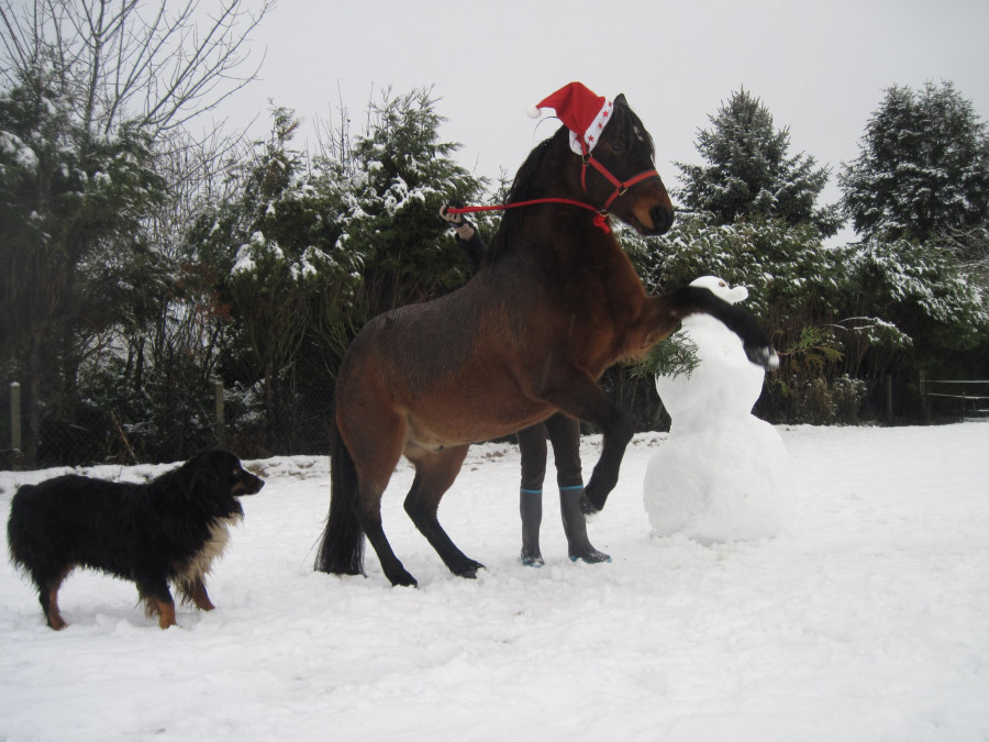 Photos de noël avec vos chevaux